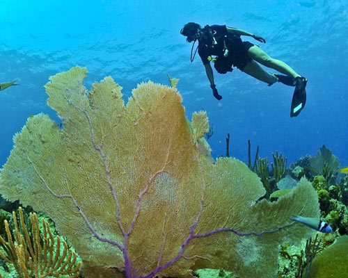 belize scuba diving tours