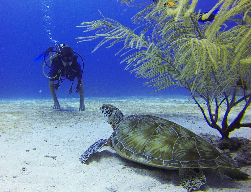 belize scuba diving tours