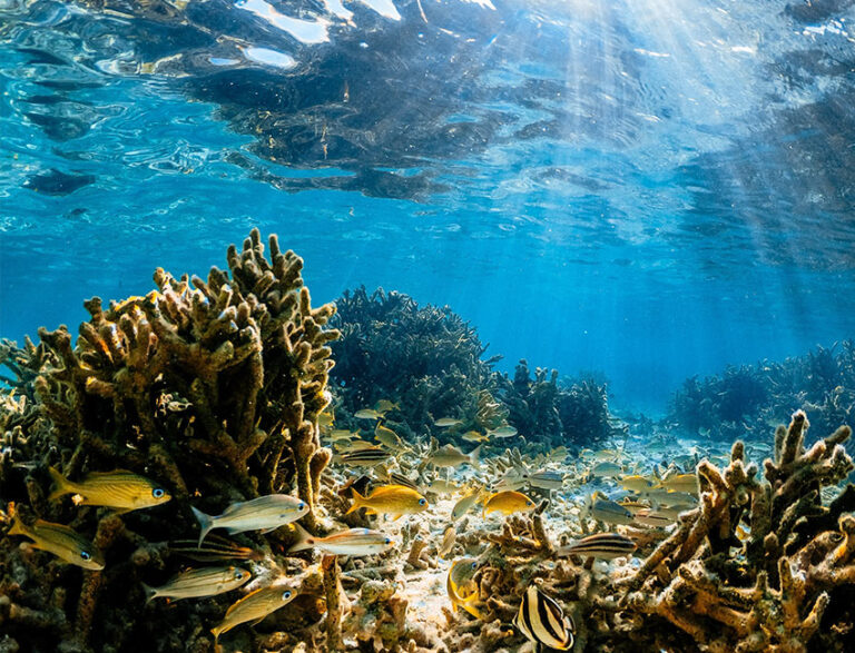 Belize Snorkeling Tours Belize Barrier Reef Snorkeling Adventure