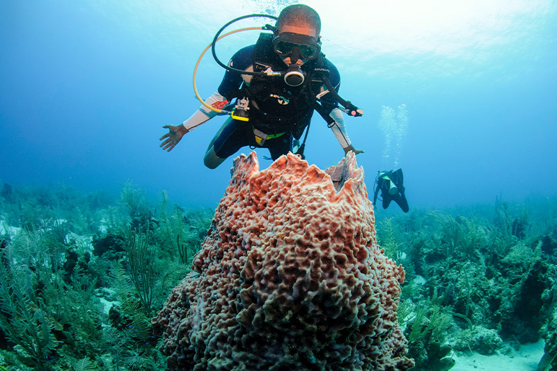 belize diving tours