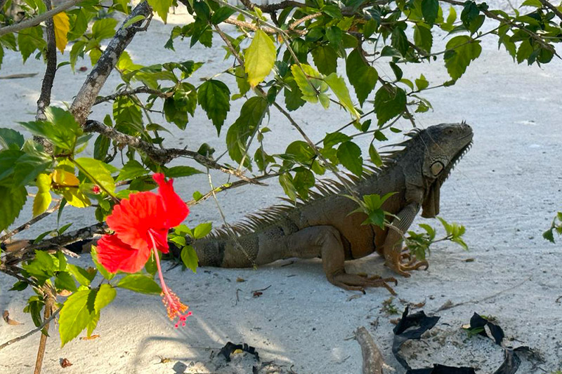 iguana at shaka caye